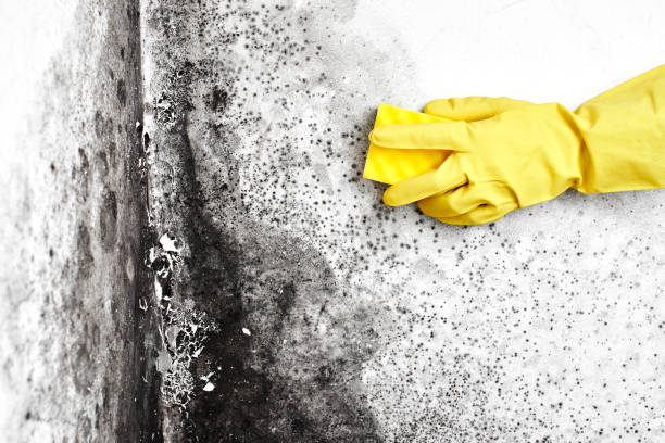 Best Black Mold Removal  in Jefferson City, MO