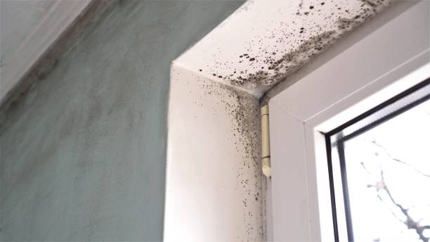 Crawl Space Mold Removal in Jefferson City, MO