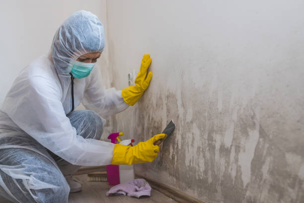 Best Home Mold Removal  in Jefferson City, MO