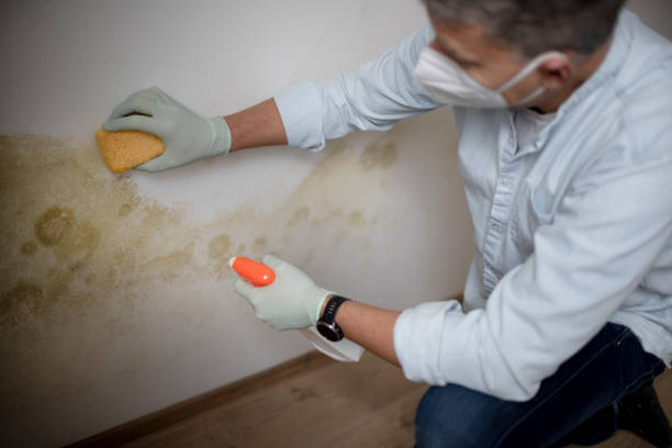 Best Mold Removal Process  in Jefferson City, MO